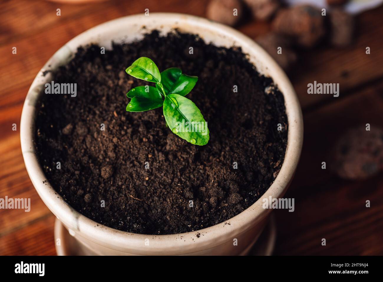 Repotted junge Mandarine Baum in einem Keramiktopf zu Hause Stockfoto