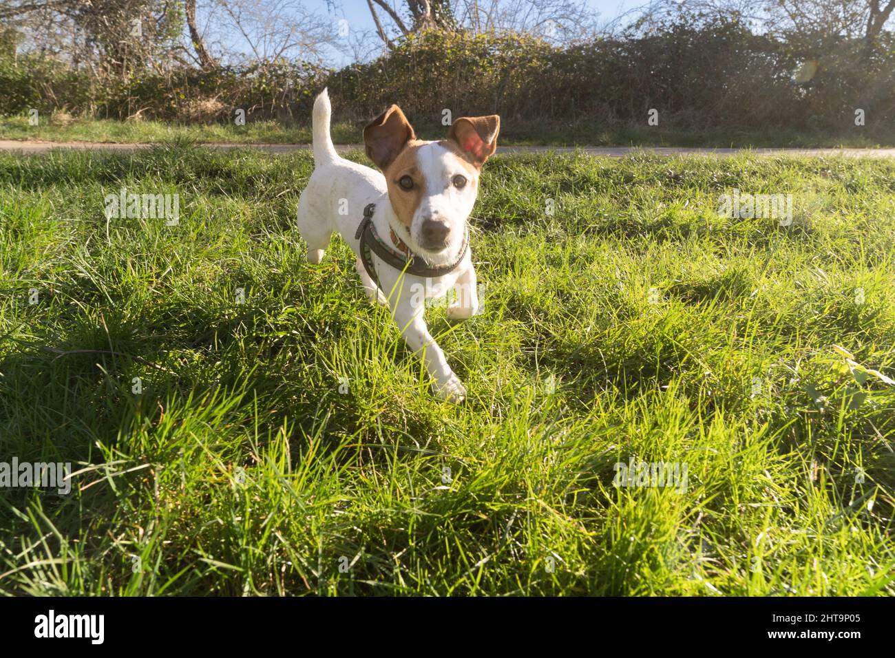 Hund läuft auf die Kamera zu Stockfoto