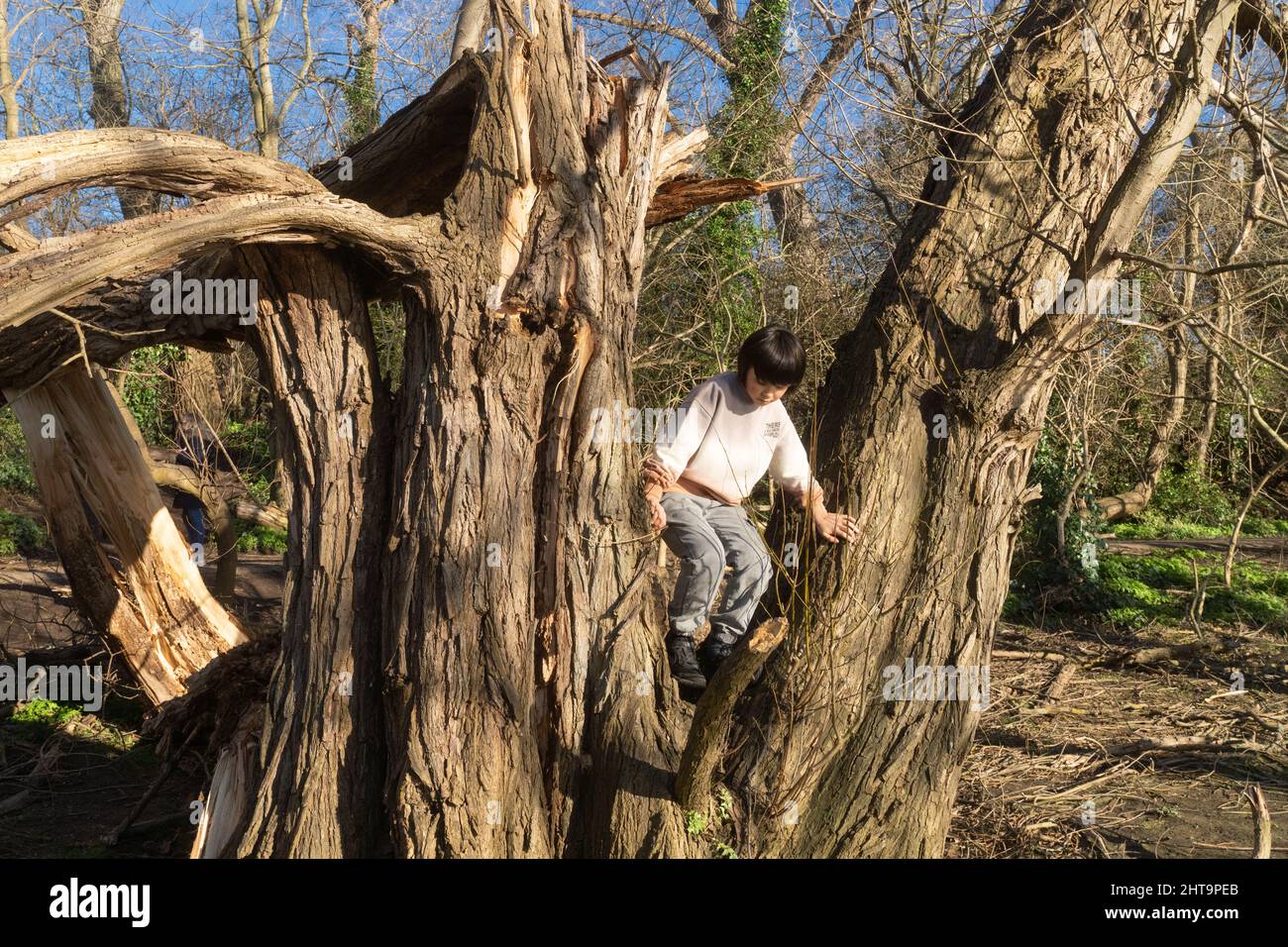Junge, die einen Baum klettern Stockfoto