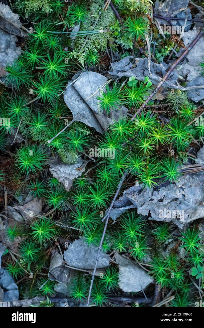Grünes Moos und trockene Blätter Textur Draufsicht. Haarmütze Moos - Polytrichum Stockfoto
