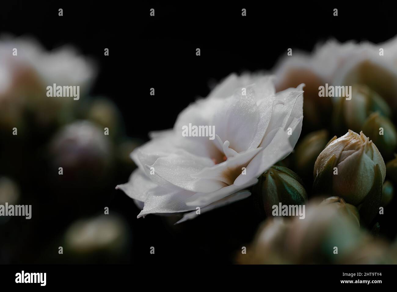 Makrofoto einer schönen Kalanchoe blossfeldiana 'Calandiva White' Blume auf schwarzem Hintergrund Stockfoto