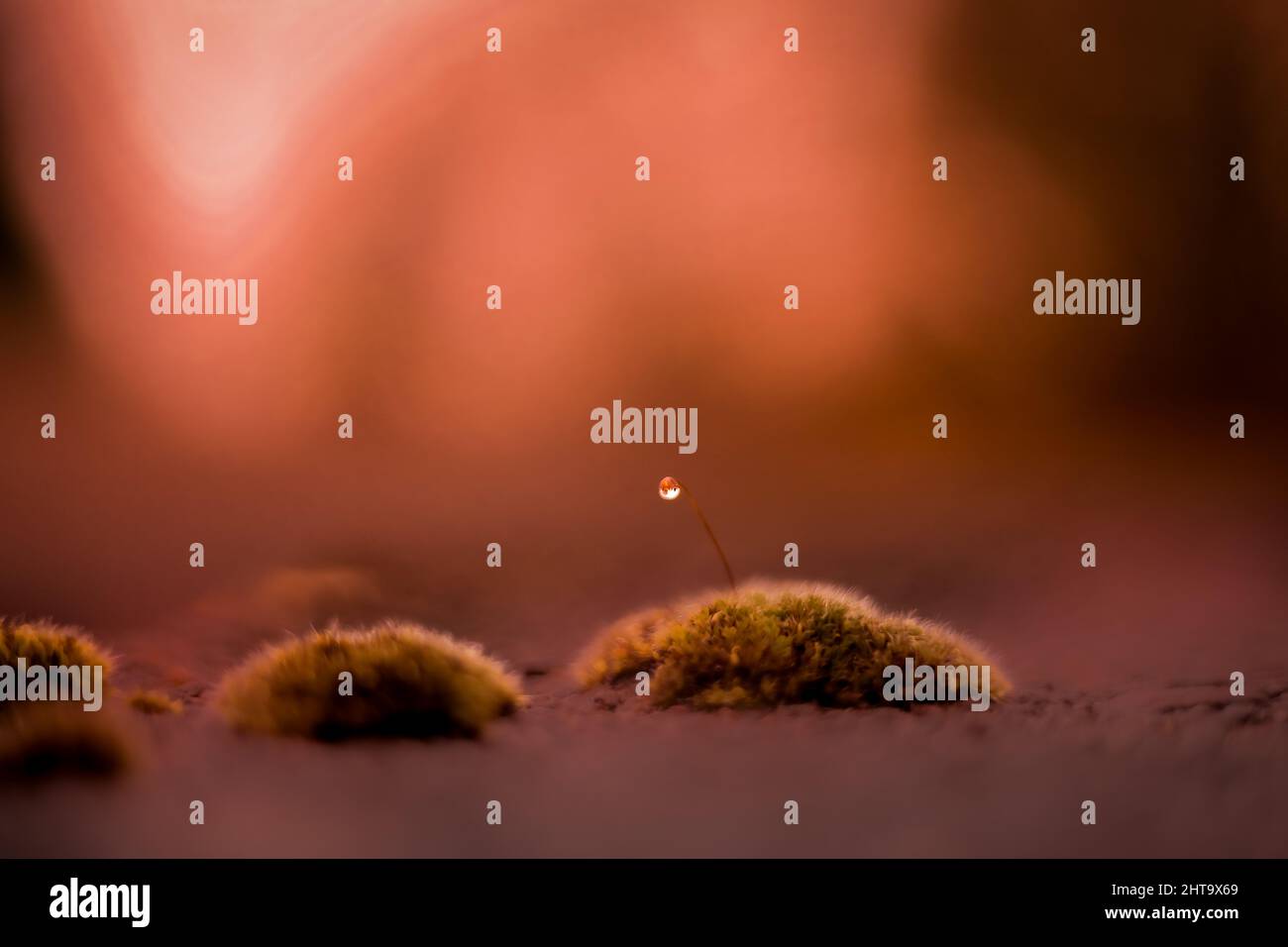 Makro eines kleinen Wassertropfens über einem Mooshaufen Stockfoto