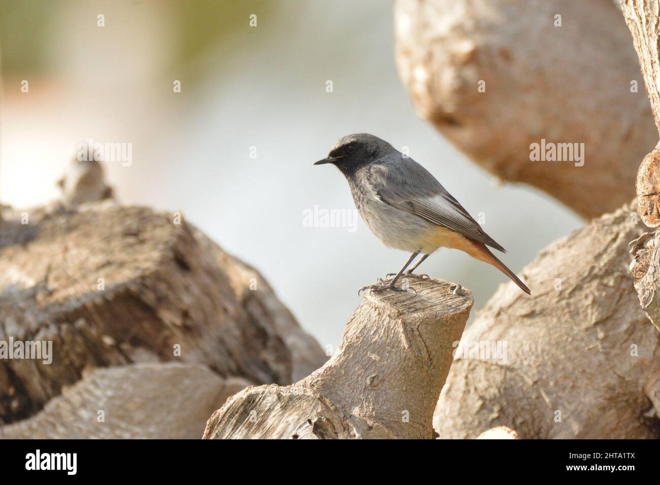 Schwarzer Rotkieher, der im Wintersonnenschein auf einem beschnitenen Baum starkt. Menorca, Spanien. Stockfoto