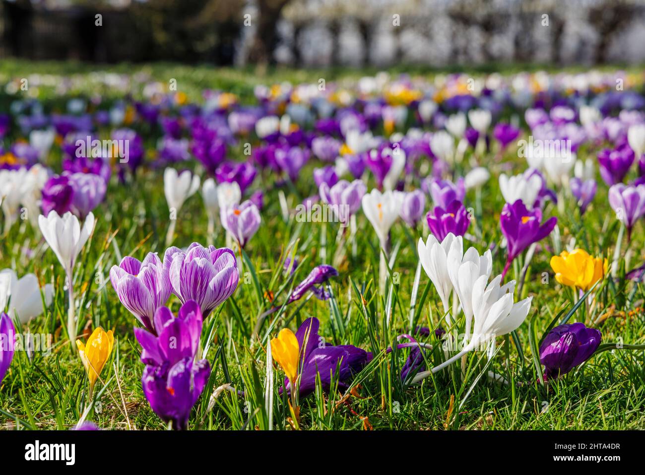Bunte Krokusse in Blüte en Masse an einem sonnigen Tag im RHS Garden, Wisley, Surrey, Südostengland im Winter Stockfoto