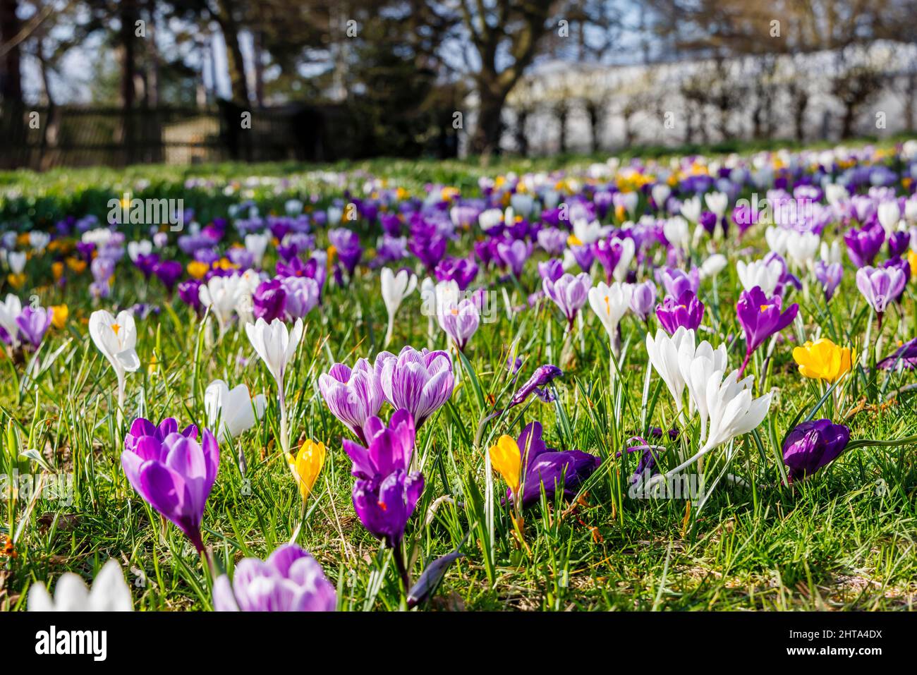 Bunte Krokusse in Blüte en Masse an einem sonnigen Tag im RHS Garden, Wisley, Surrey, Südostengland im Winter Stockfoto