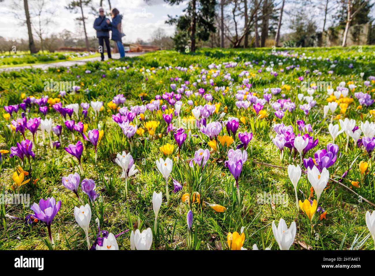 Bunte Krokusse in Blüte en Masse an einem sonnigen Tag im RHS Garden, Wisley, Surrey, Südostengland im Winter Stockfoto