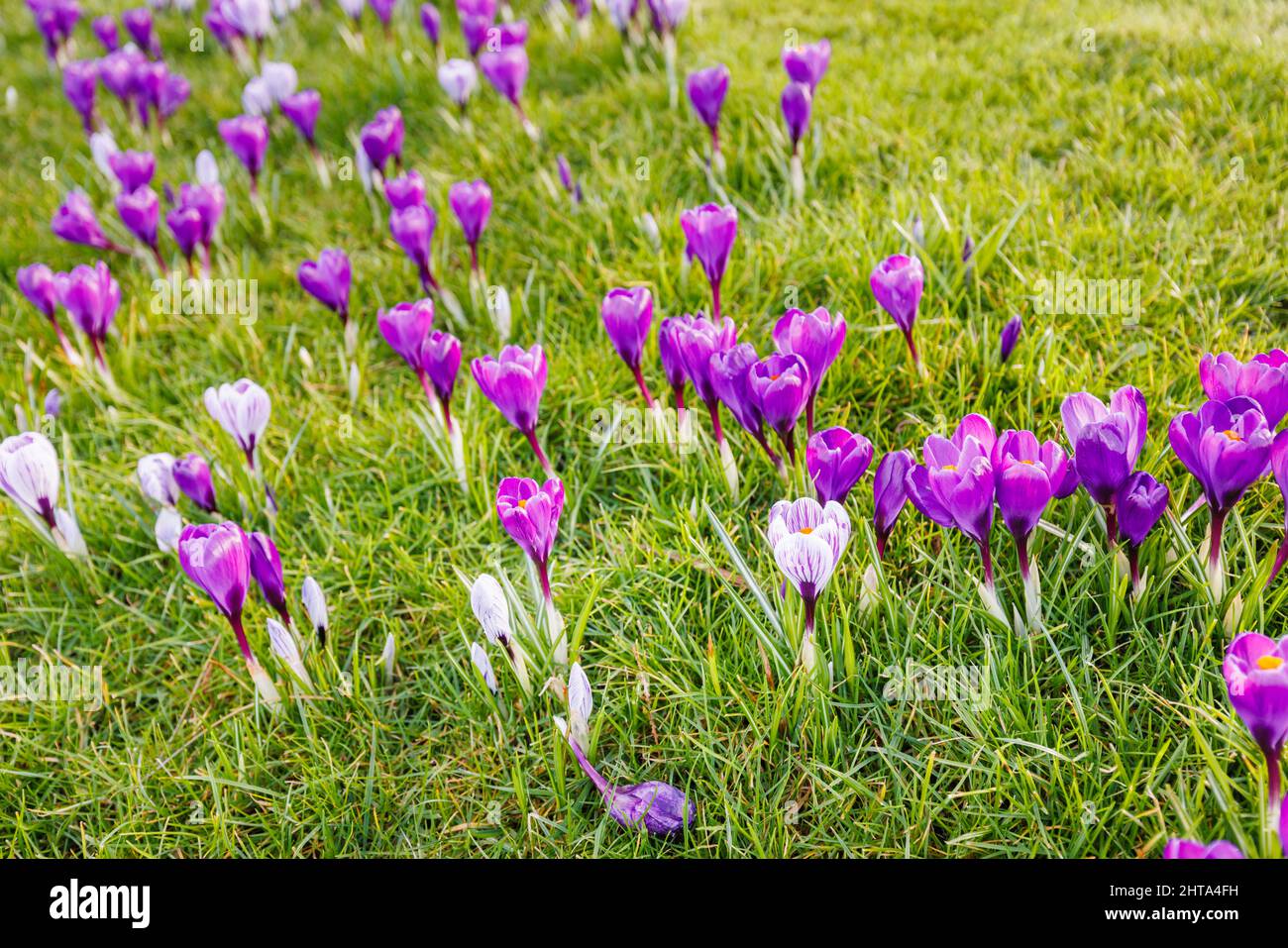 Gemischte violette und lila und weiß gestreifte Krokusse, die im Gras, RHS Garden, Wisley, Surrey, Südostengland im späten Winter bis zum frühen Frühjahr blühen Stockfoto