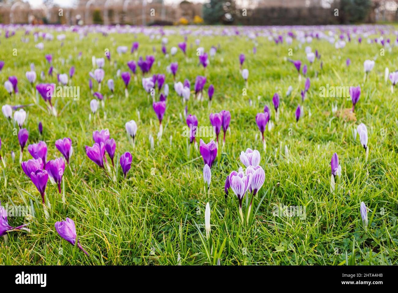 Gemischte violette und lila und weiß gestreifte Krokusse, die im Gras, RHS Garden, Wisley, Surrey, Südostengland im späten Winter bis zum frühen Frühjahr blühen Stockfoto