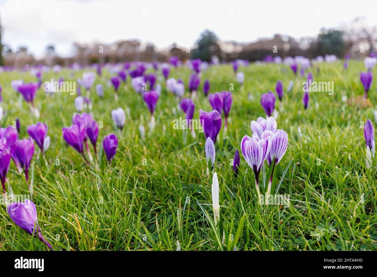 Gemischte violette und lila und weiß gestreifte Krokusse, die im Gras, RHS Garden, Wisley, Surrey, Südostengland im späten Winter bis zum frühen Frühjahr blühen Stockfoto