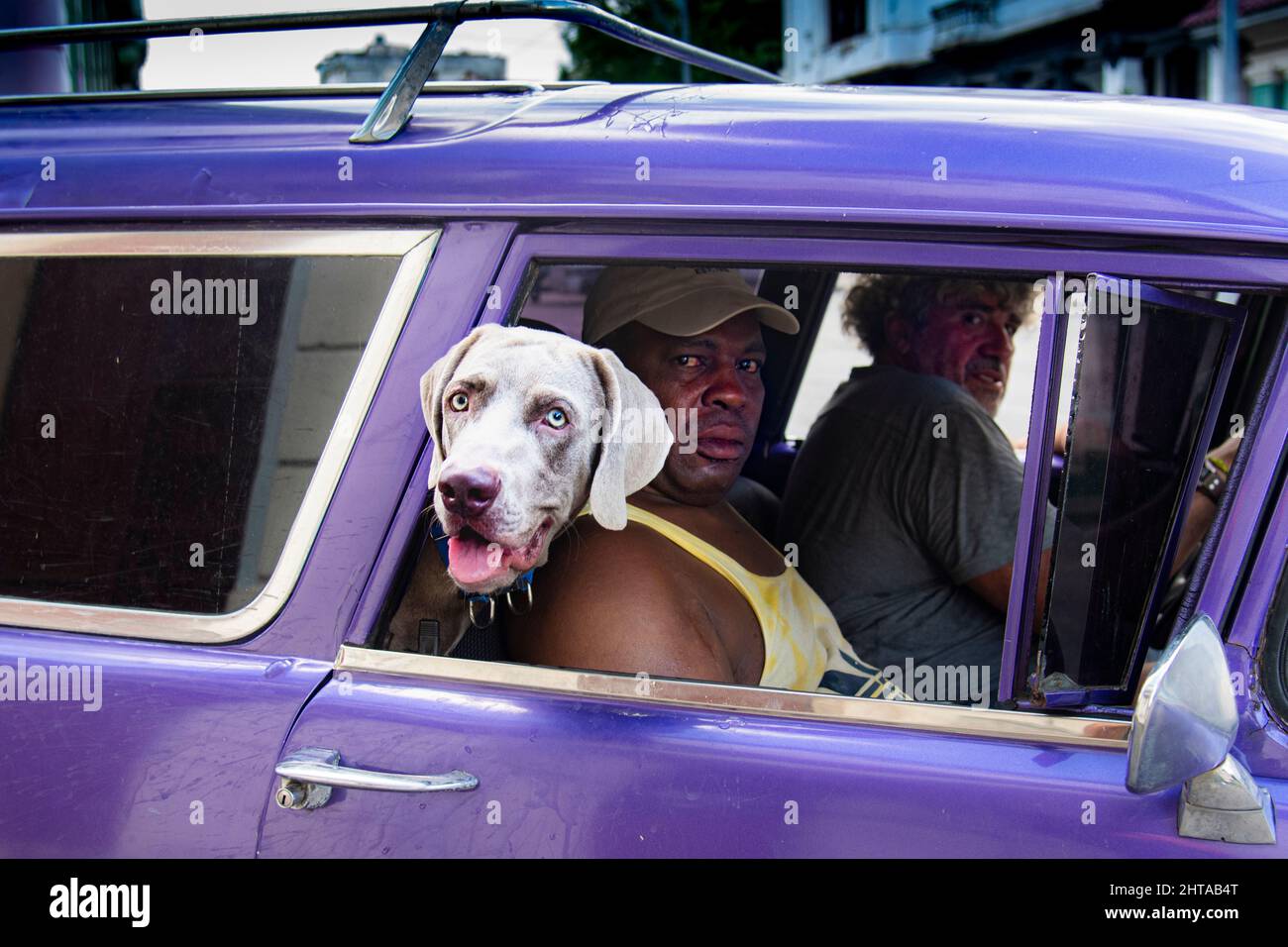 Der wunderschöne Weimaraner-Hund lehnt sich aus dem Autofenster und blickt auf die Kamera, während sein Meister durch die Straßen von Havanna, Kuba, fährt. Stockfoto