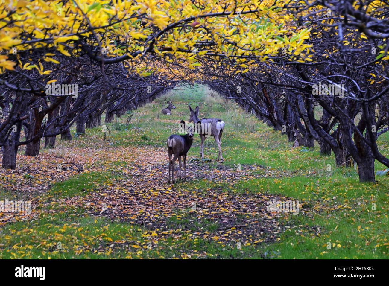 Maultier Hirsche, Odocoileus hemionus, Herde weiden im Herbstmorgen um einen Apfelbaum-Obstgarten im Provo Utah County entlang des Wasatch Front Rock Stockfoto