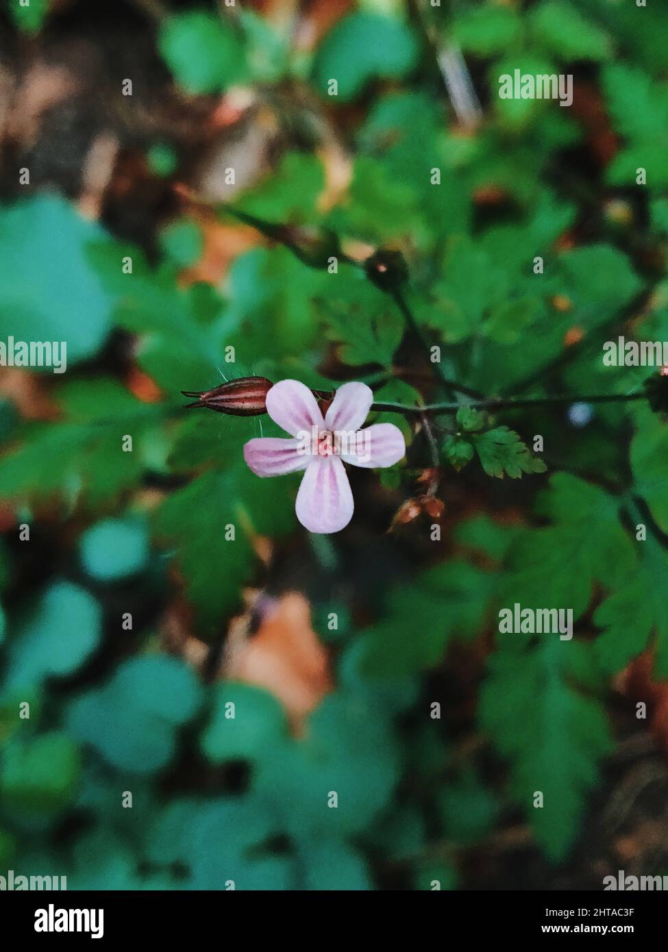 Eine Nahaufnahme einer rosa-weißen Herb-robert-Blume Stockfoto
