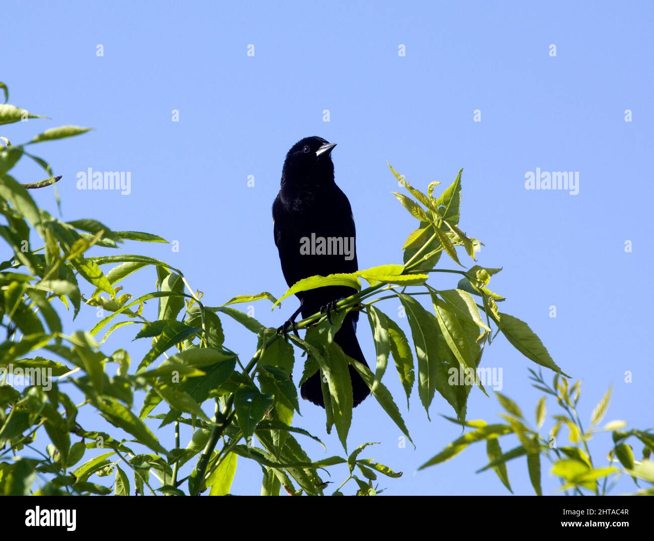 Rotwingling Blackbird, Agelaius phoeniceus, männliche Barchedon Baumspitze. Stockfoto