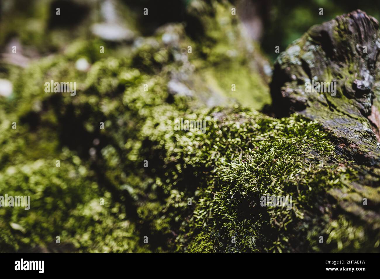 Moosfleck mit Gametophyten und Sporophyten vor einem verschwommenen Waldhintergrund Stockfoto