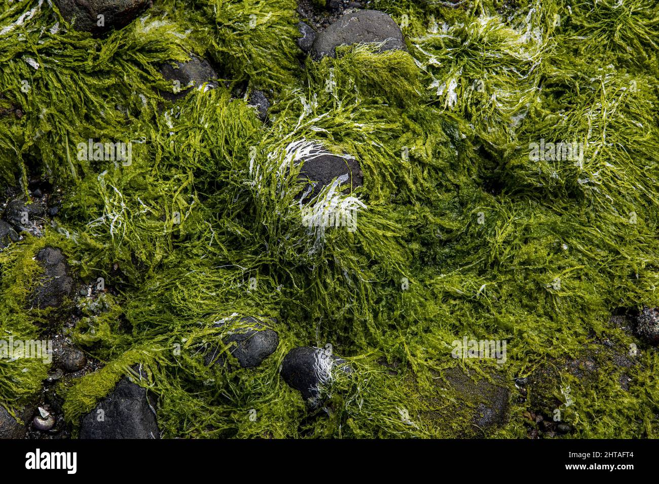 Eine Nahaufnahme von moosigen Felsen an einem Strand in chilenischem Patagonien Stockfoto