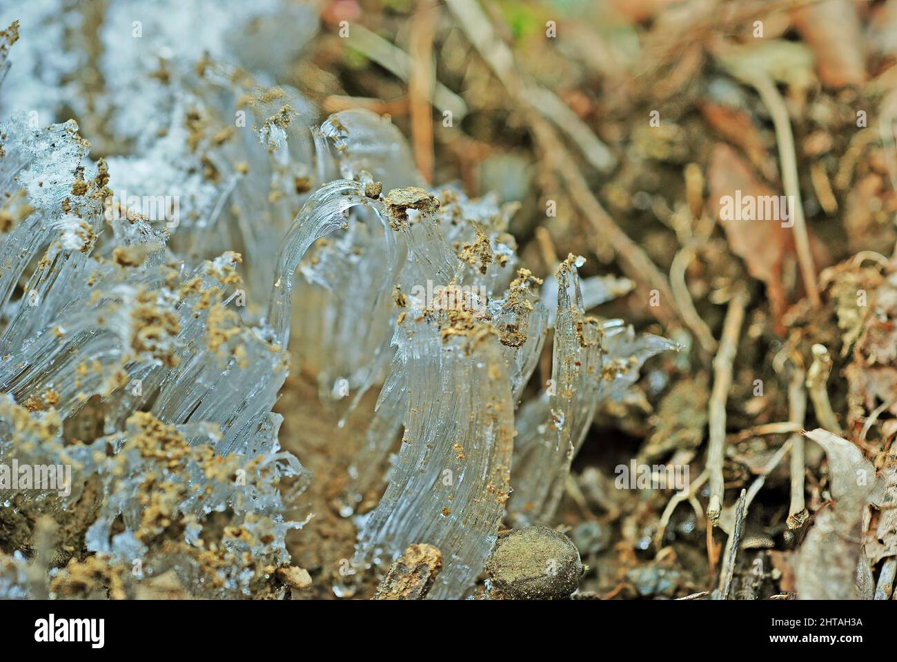 Makrobild von Eiskristallen, die im Winter aus einem Bodenfrühling in den Great Smoky Mountains in North Carolina ausstrahlen Stockfoto