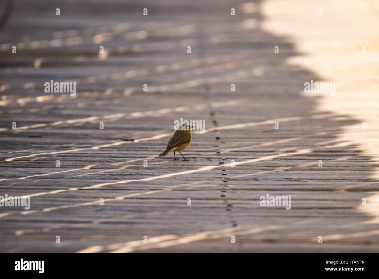 Kleiner Vogel, der im Schatten steht Stockfoto