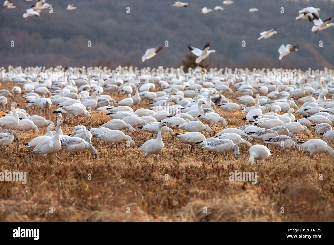 Snow Geese, Anser caerulescens, machen Sie einen Zwischenstopp während der jährlichen Wanderung in der Middle Creek Wildlife Management Area in Stevens, Pennsylvania, USA Stockfoto