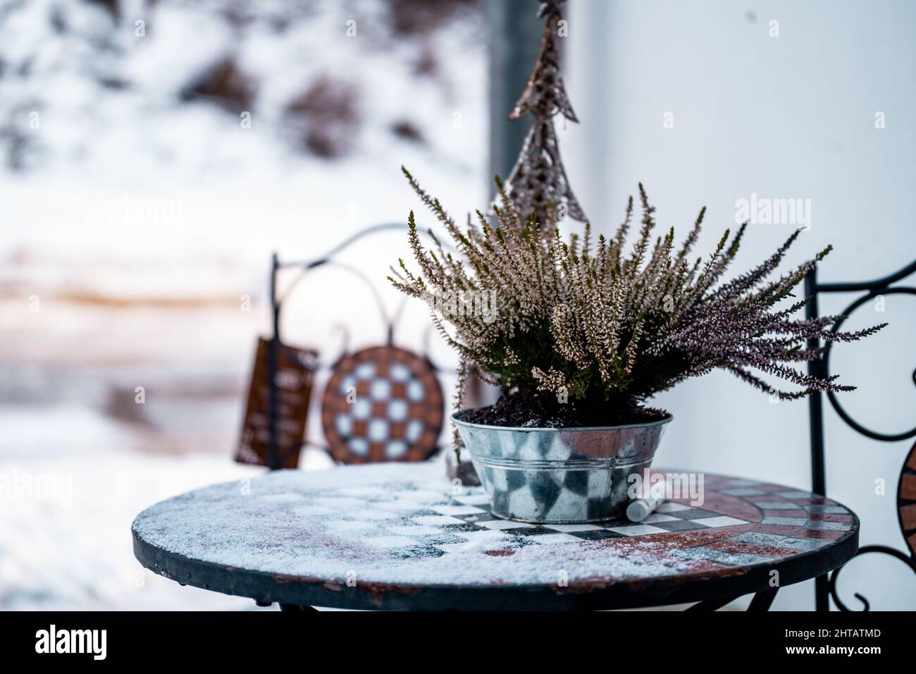 Nahaufnahme einer Calluna vulgaris in einem Topf auf dem Tisch in einer Gartensitzecke mit frischem Schnee Stockfoto