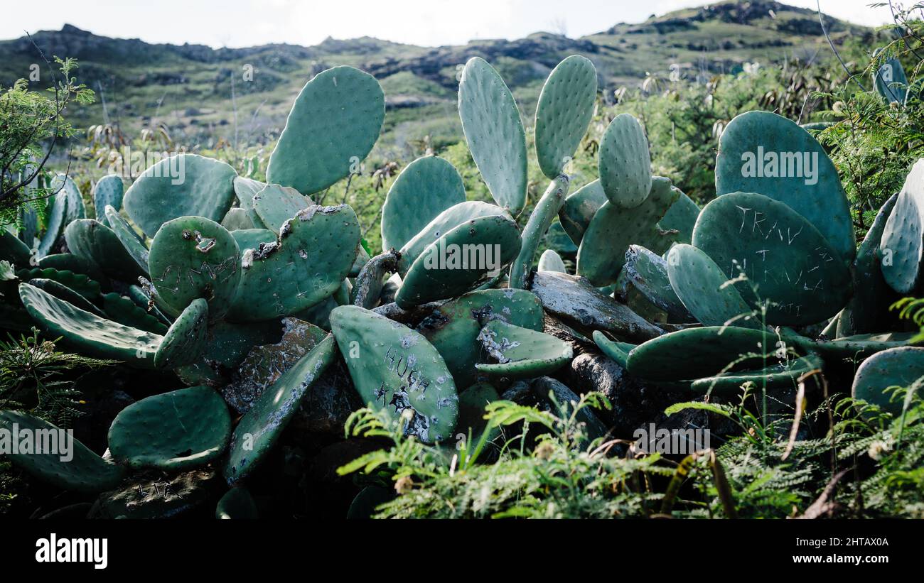 Ein Haufen Nopale, auch bekannt als Kaktusbirne, wächst auf einem Feld auf Hawaii Stockfoto