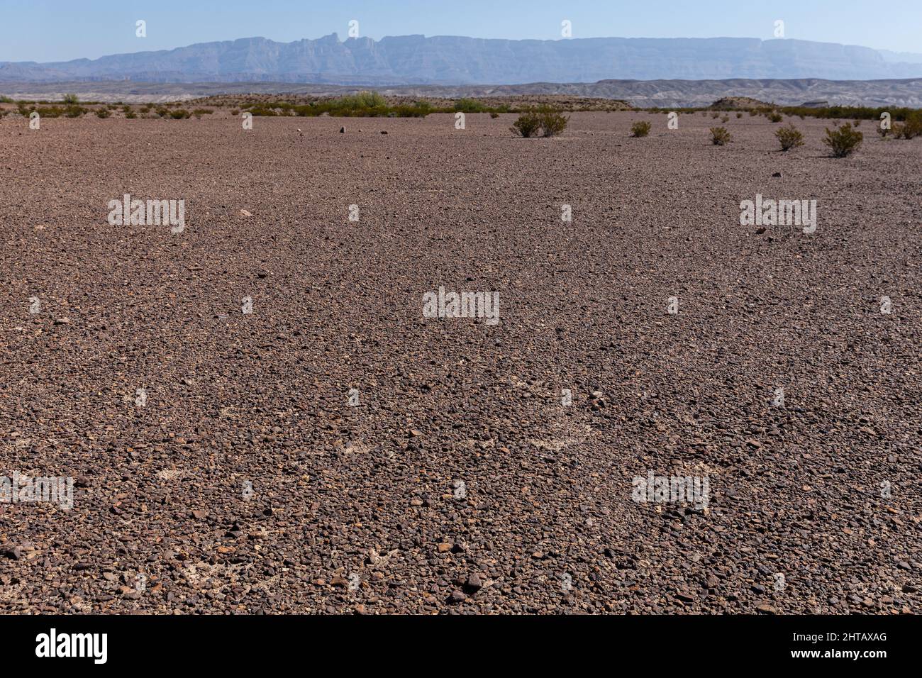 Wüstenpflaster in der Chihuahuan-Wüste von Texas. Stockfoto