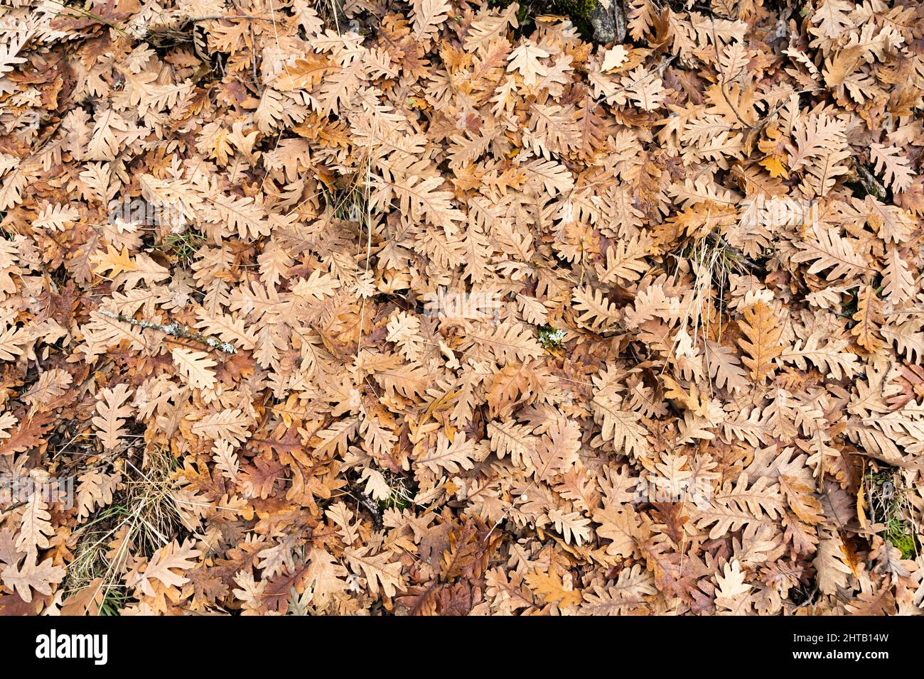 Über dem Kopf Aufnahme eines Stapels gefallener getrockneter Eichenblätter im Herbst im Wald Stockfoto