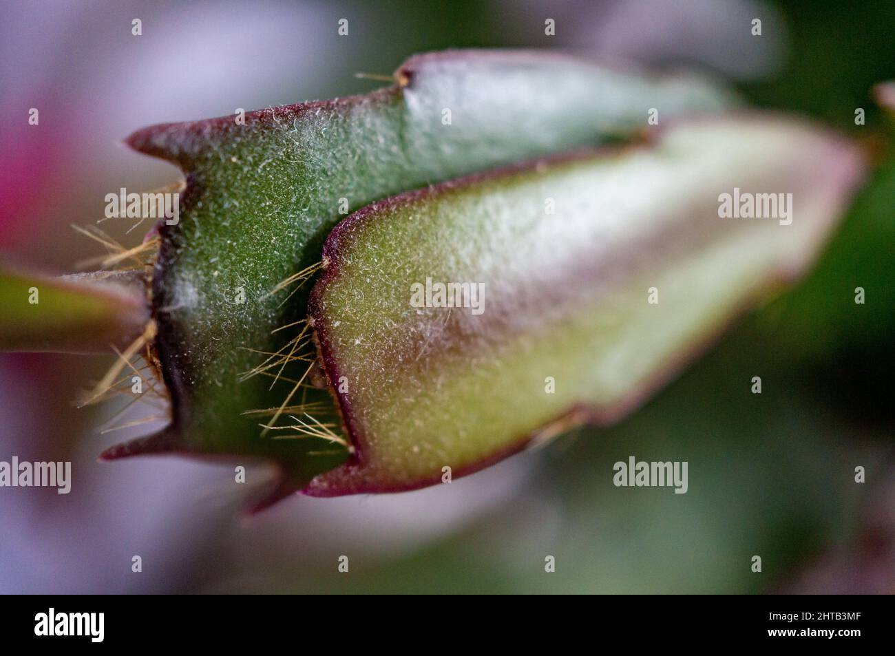 Eine Nahaufnahme einer grünen Heimpflanze im Hintergrund mit weichem Fokus Stockfoto