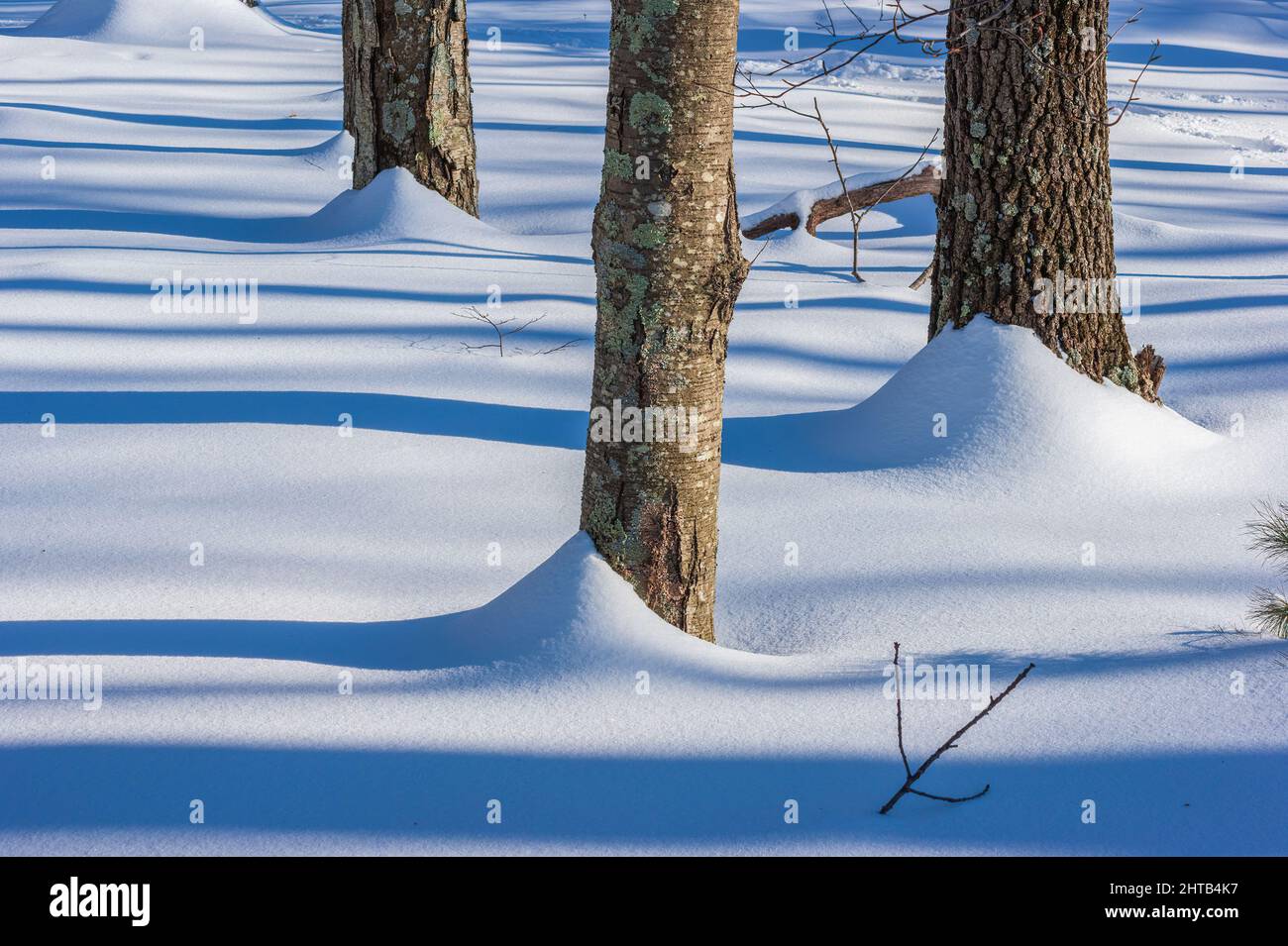 Schnee driftet an der Basis von Baumstämmen nach einem Schneesturm. Lange Waldschatten auf der Schneedecke. Sandy Pond Trail, Lincoln, Massachusetts Stockfoto