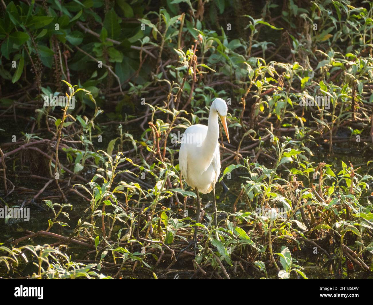 Intermediate Egret (Ardea intermedia) in dichtem Unkraut am Flussufer von Marlgu Billabong. Stockfoto