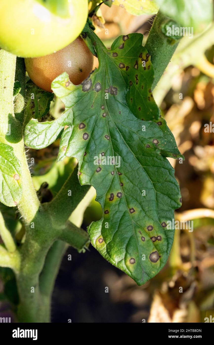 Tomatenblatt mit braunen und gelben Flecken auf Laub, Pilzproblem. Solanaceae Familie Krankheit. Stockfoto
