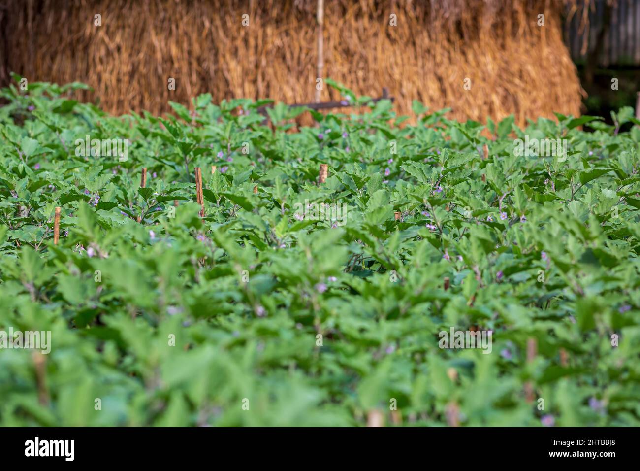 Lange violette brinjale Gemüsepflanzen Feld. Lila Auberginen Feld Landschaftsansichten. Stockfoto