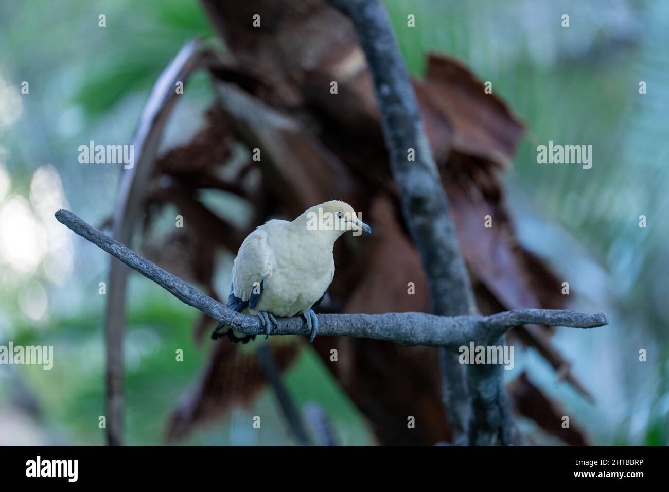 Selektiver Fokus der Rattentaube auf dem Baumzweig Stockfoto