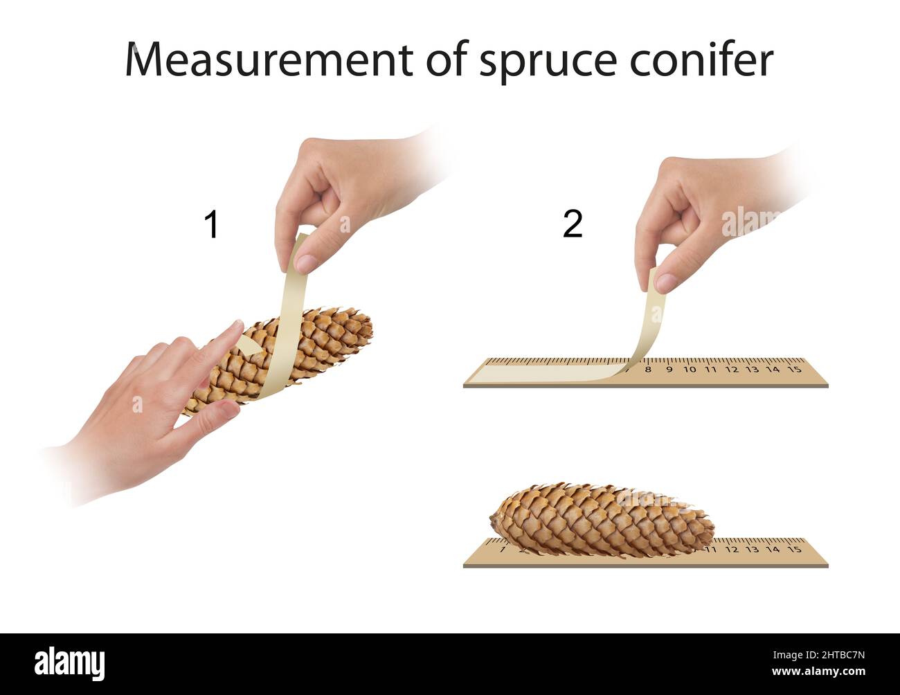 Darstellung der Messmethode im Fichtenkieferexperiment Stockfoto