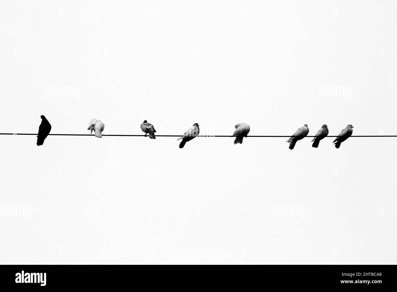 Einige Haustauben sitzen in einer Reihe auf dem elektrischen Draht. Vögel Reihen sich auf elektrischen Drähten in Schwarz-Weiß-Ansicht an. Stockfoto