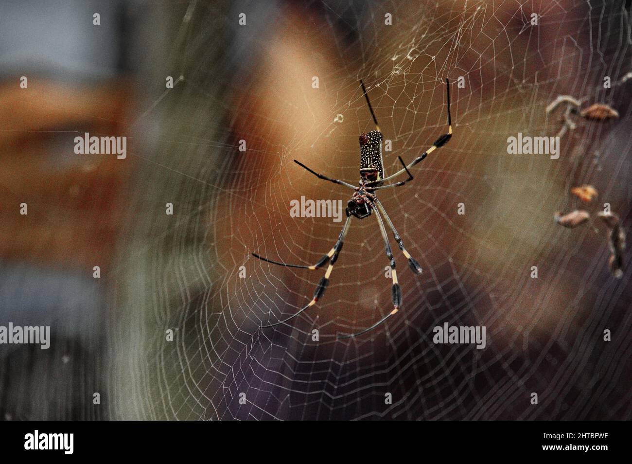 Nahaufnahme der Silberspinne im Regenwald von Costa Rica Stockfoto