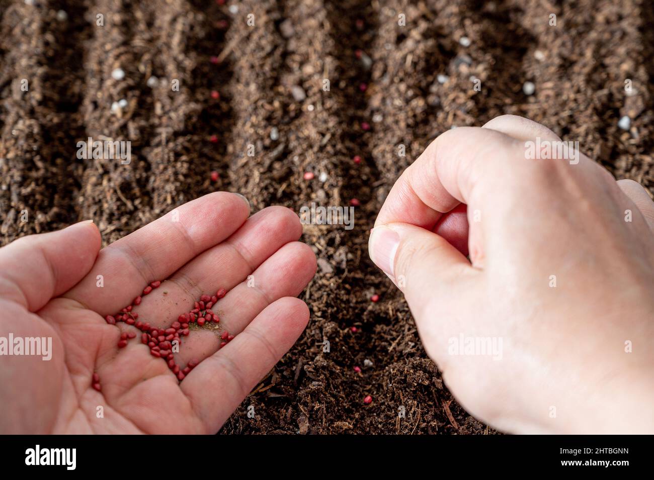Farmer's Hand Pflanzen Samen in Boden Stockfoto