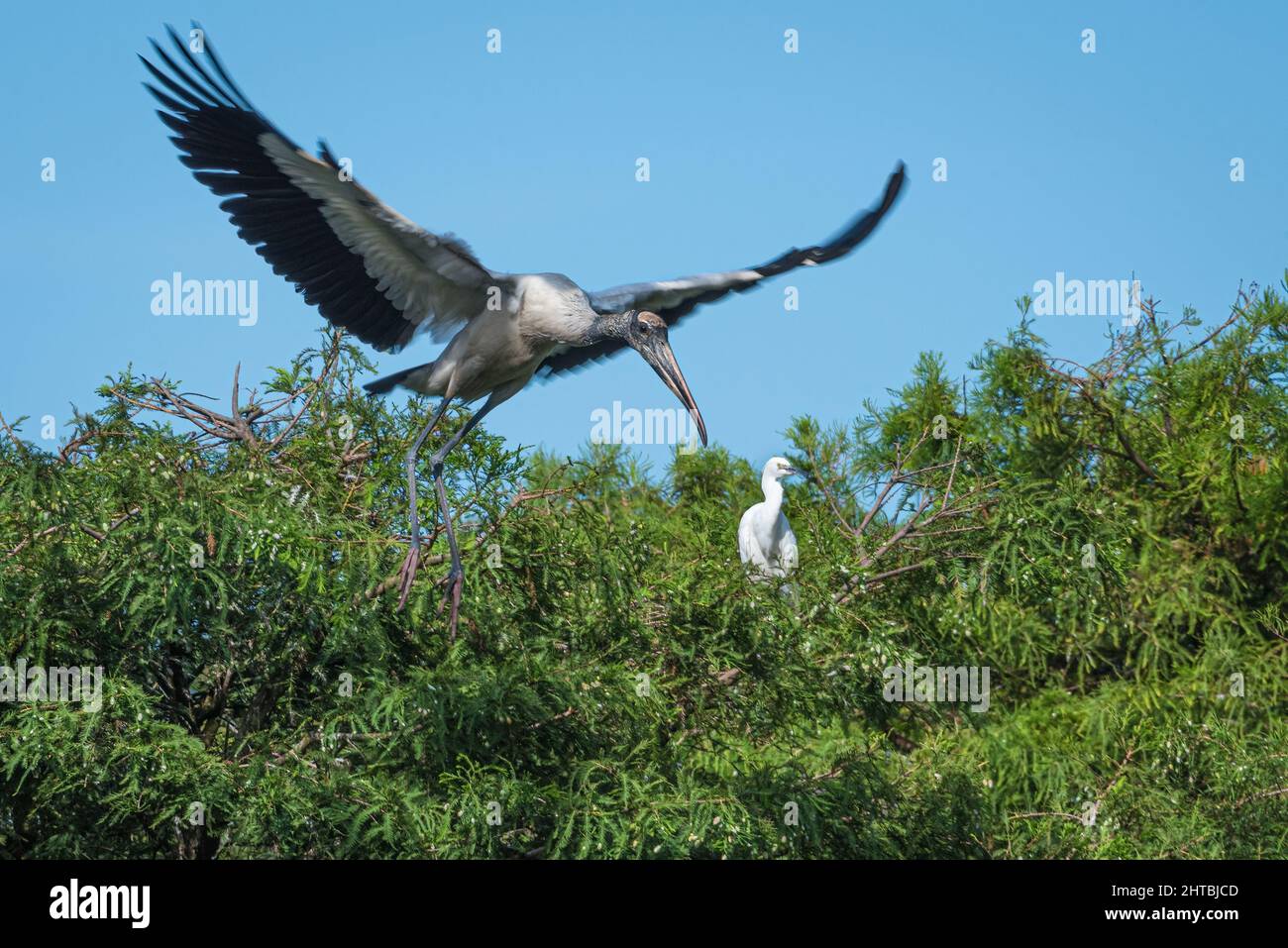 Holzstorch (Mycteria americana) im Flug über eine Watvogelkolonie in St. Augustine, Florida. (USA) Stockfoto