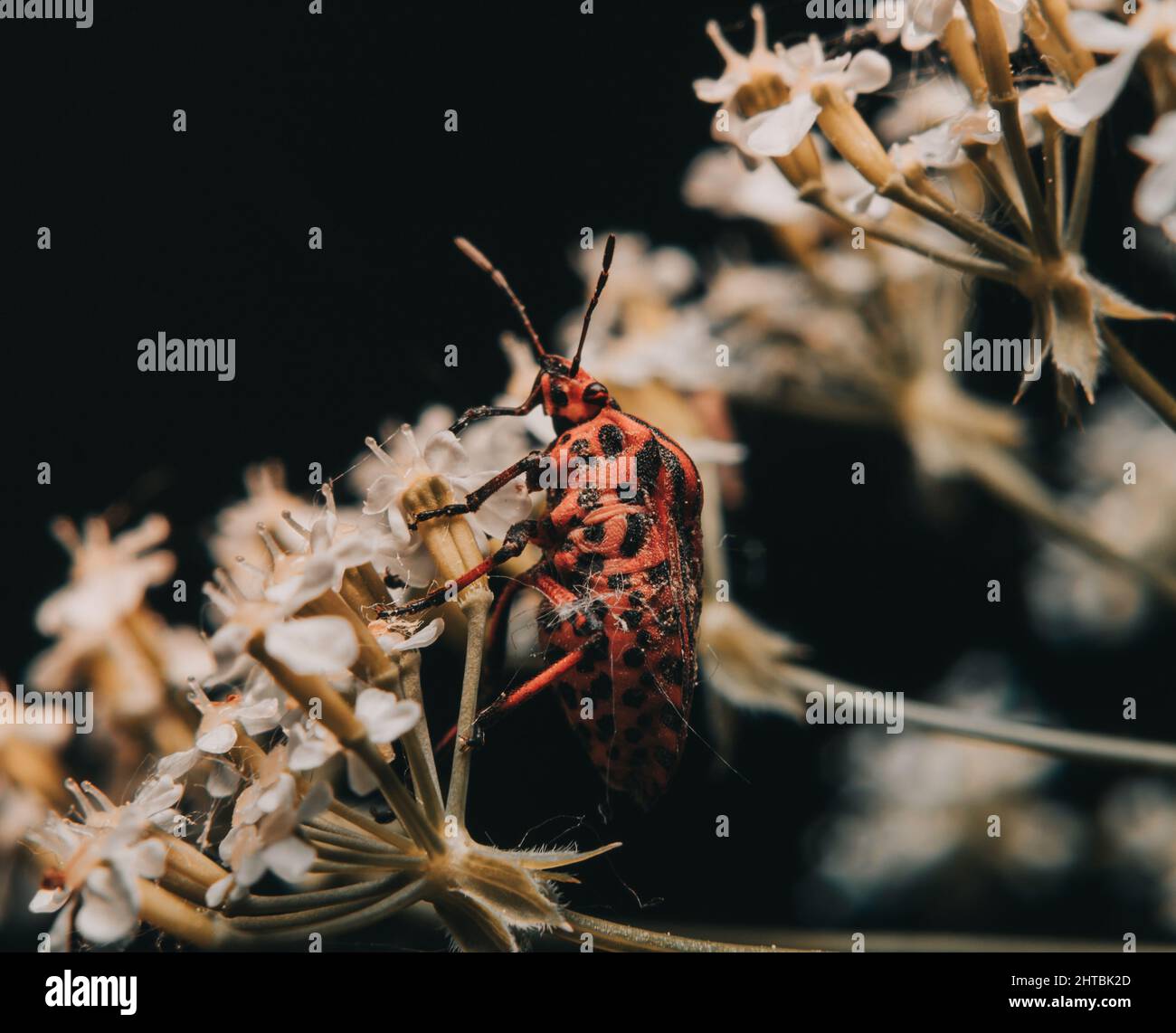Kreuzblütchen-Käfer auf Blumen Stockfoto