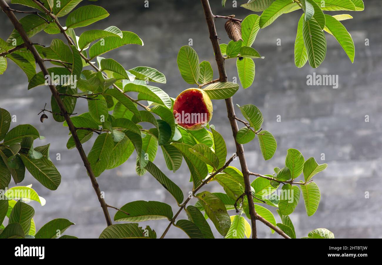 Eine reife Guava-Frucht auf einem Baum, der von Vögeln gefressen wird, in flachem Fokus Stockfoto