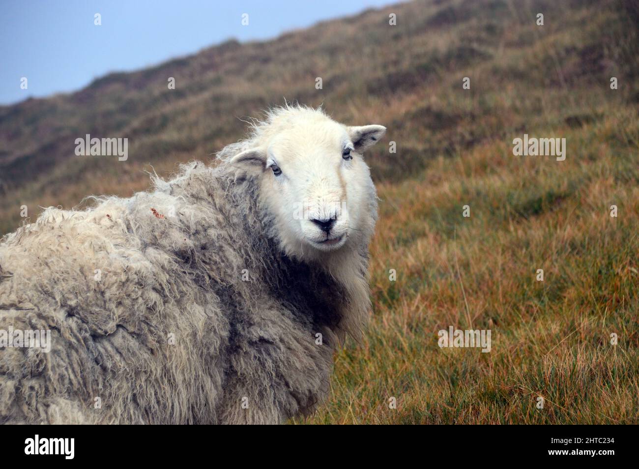 Ein einsames Herdwick-Schaf (Herdy) auf dem Gipfel des Wainwright „Whiteside“ im Lake District National Park, Cumbria, England, Großbritannien. Stockfoto
