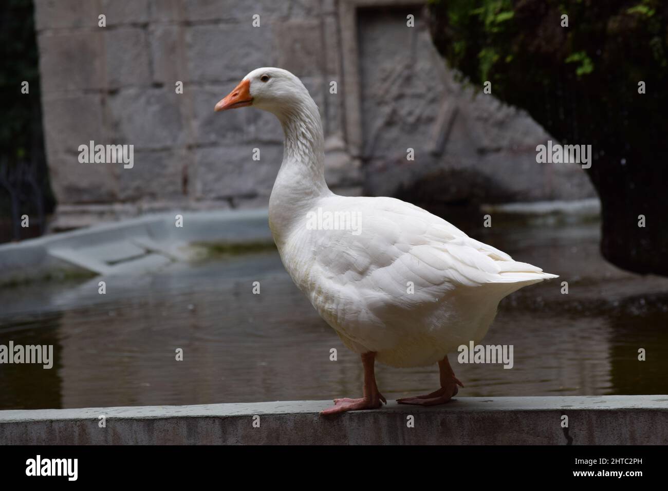 Nahaufnahme Porträt einer weißen Emden-Gans, die auf dem Steinrand eines schmutzigen Teiches steht Stockfoto