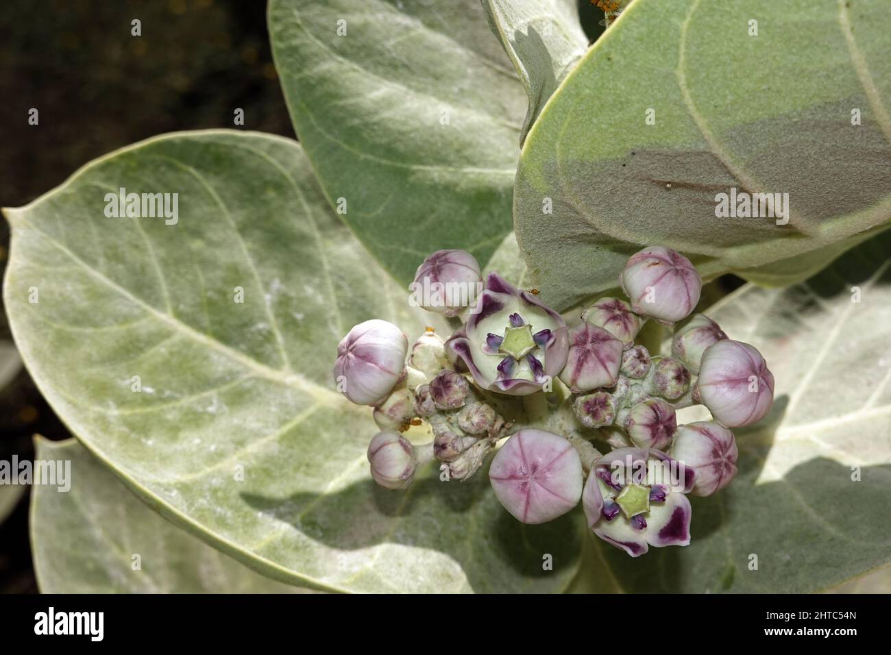 Oscher (Calotropis procera, SYN.Asclepias procera, Asclepias gigantea), auch Fettblattbaum, Fuerteventura, Spanien, Jandia Playa Stockfoto