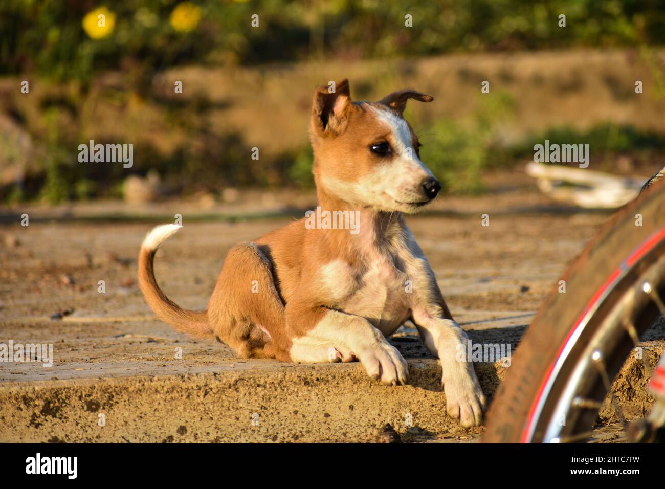 Nahaufnahme eines pye-Hundes, der auf dem Sand sitzt Stockfoto