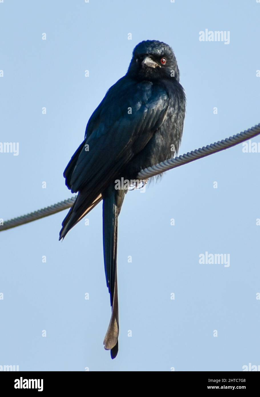 Vertikale Aufnahme eines schwarzen Drongo, der auf dem Draht sitzt Stockfoto