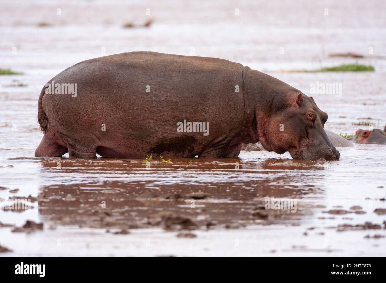 Ein einziger Nilpferd in einem Fluss im Serengeti-Nationalpark, Tansania Stockfoto