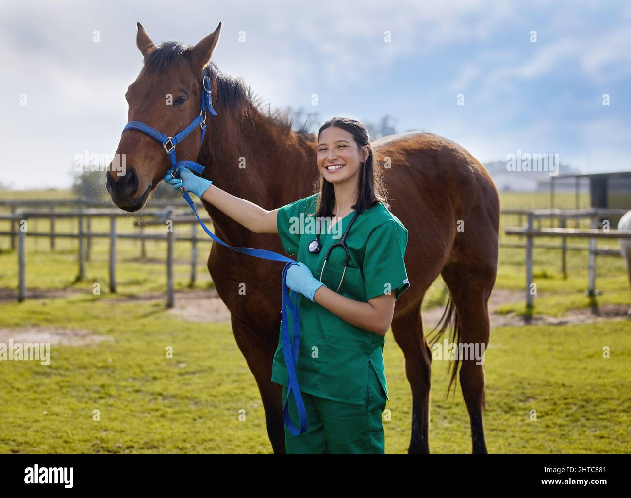 Gute Tierärzte sprechen mit Tieren. Aufnahme eines jungen Tierarztes, der auf einem Bauernhof eine Bandage auf ein Pferd legt. Stockfoto