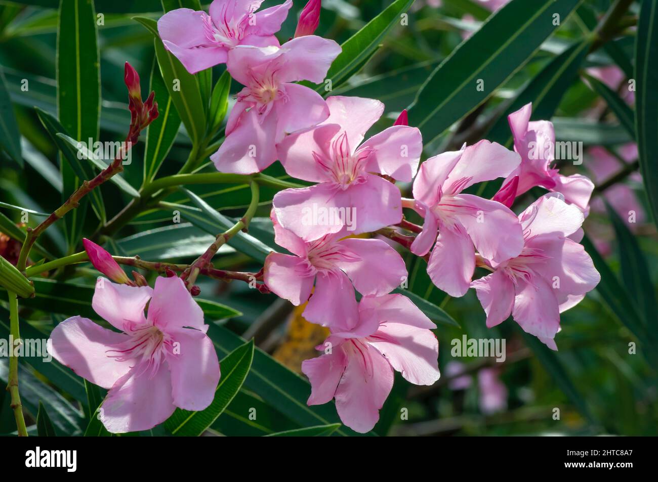 Tabebuia rosea rosa Blume für natürlichen Hintergrund Stockfoto