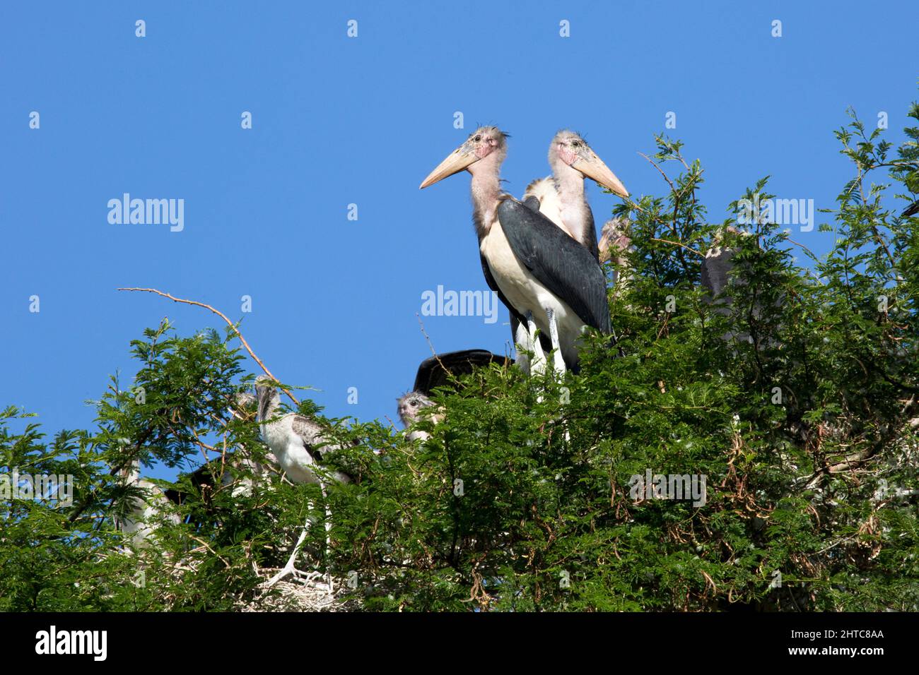 Marabou Storks (Leptoptilos crumeniferus), in seinem Baumkronennest. Dieser große Storch ist es gefunden südlich der Sahara Afrika. Es ist spezialisiert auf Scavenging, compet Stockfoto