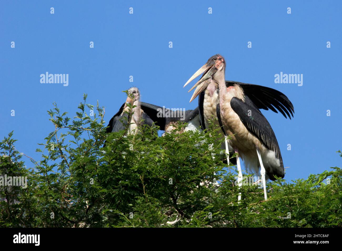 Marabou Storks (Leptoptilos crumeniferus), in seinem Baumkronennest. Dieser große Storch ist es gefunden südlich der Sahara Afrika. Es ist spezialisiert auf Scavenging, compet Stockfoto