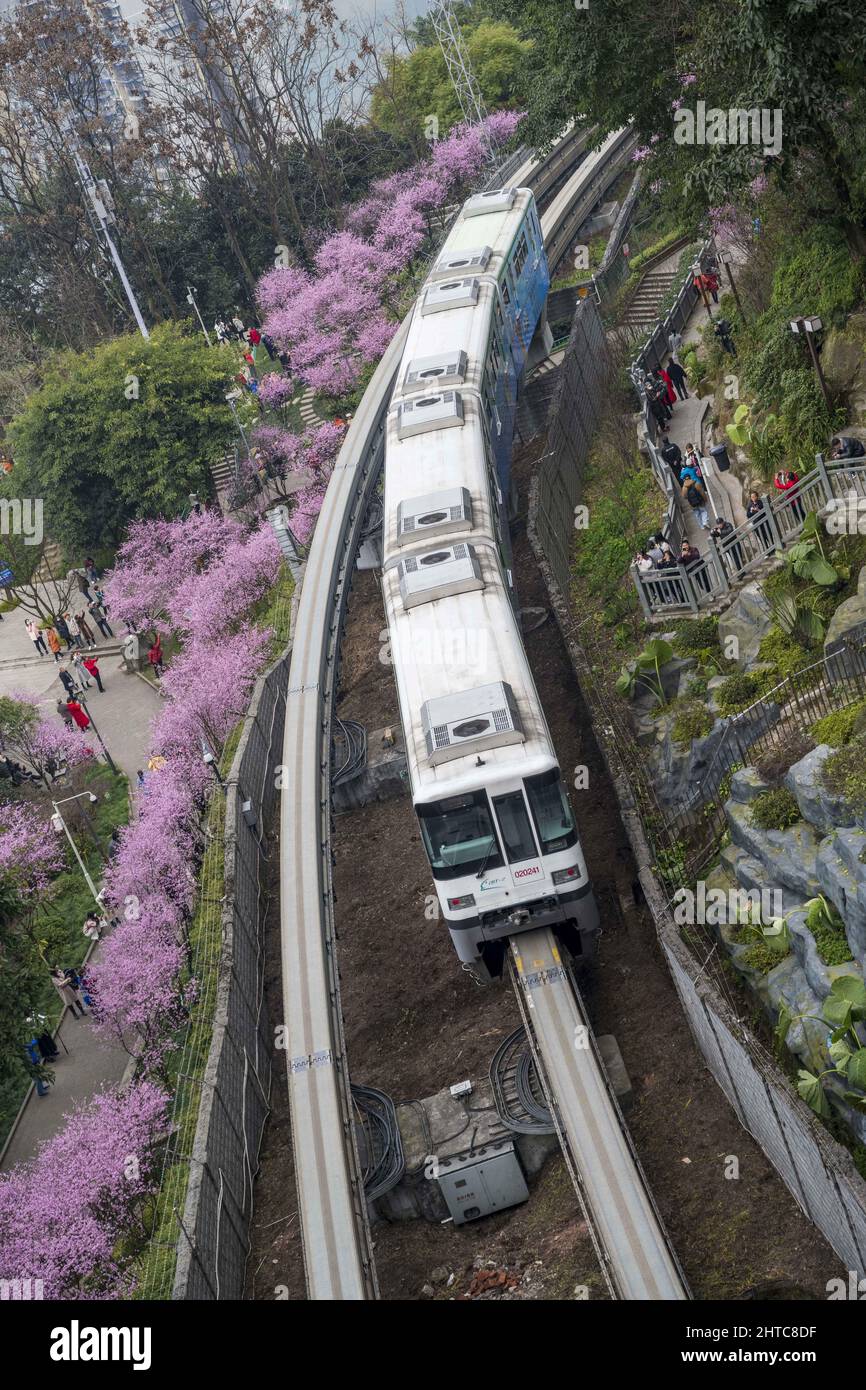 Chongqing, Chongqing, China. 28.. Februar 2022. Am 25. Februar 2022 blüht auf dem Fotu-Pass der Chongqing Rail Transit Line 2 eine große Fläche von Ã¢â‚¬''¹Ã¢â‚¬''¹beautiful Pflaumenblüten und bildet ein Meer von Ã¢â‚¬''¹Ã¢â‚¬''¹pink Blumen. Die Stadtbahn fährt durch das rosa Blumenmeer und wird zu einer anderen Art von Landschaft in der Stadt, als wäre sie in einer Filmszene.im Chongqing Fotuguan Park genießen viele Touristen die Landschaft und spielen hier. Sie sind sehr überrascht, wenn sie hier auf „Spren“ stoßen. Sie sind damit beschäftigt, Fotos zu machen und die Szenen der Züge von Rai festzuhalten Stockfoto